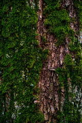 moss on a tree trunk