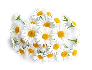 Fototapeta premium Daisy flower cluster, isolated on white background