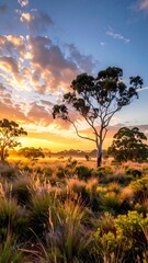 Obraz premium Tall trees in sunlit field at dusk with vibrant sky