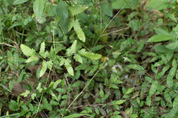 A delicate wild fern with serrated leaves stands out among dense green foliage and grass. The natural mix of textures and shades of green captures the quiet beauty of a forest floor.
