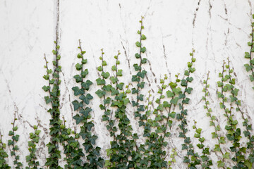 green grass background