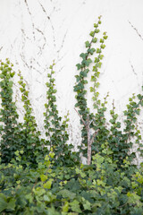 green vines on the wall