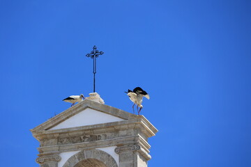White storks on the roof of the Arco da Vila in Faro, Algarve, Portugal 