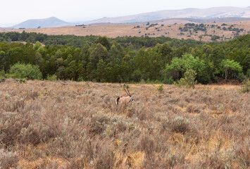 Lone oryx in the savanna