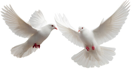  two white doves flying, isolated on a transparent background. png photo cutout, clipar
