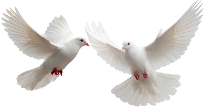  two white doves flying, isolated on a transparent background. png photo cutout, clipar