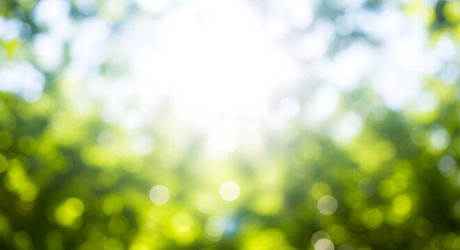 Blurred green foliage with bright sunlight creating a bokeh effect, evoking a sense of nature, tranquility, and fresh spring atmosphere