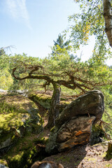 Typischer Wuchs einer Kiefer auf einem Sandsteinfelsen im Elbsandsteingebirge