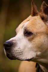 A close-up shot of a dog's face, looking up with curiosity