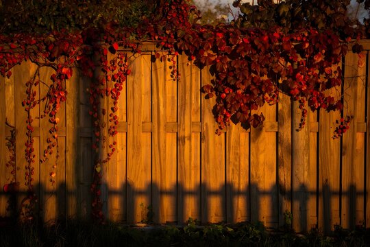 Autumn's warmth drapping the fence of red flowers with its golden sunset