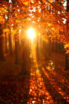 Autumn in the forest with a warmth of sunset 