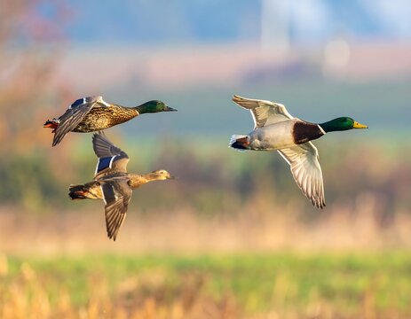 Three ducks in flight over a field