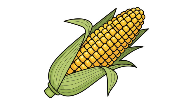 corn cobs isolated on white