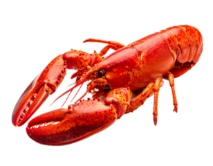 Isolated red lobster on no background, cooked, prepared for gourmet seafood cuisine