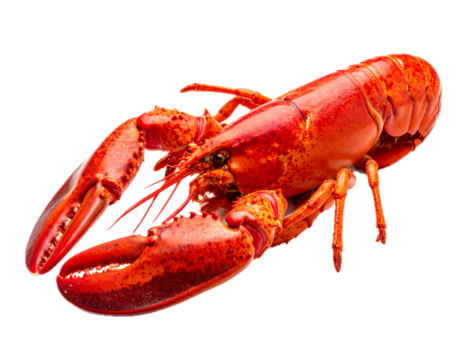 Isolated red lobster on no background, cooked, prepared for gourmet seafood cuisine
