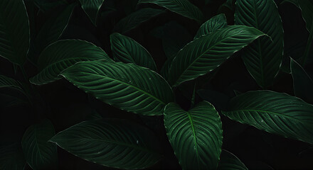 Dramatic foliage display features deep green tropical leaves with prominent veins, creating a lush and captivating natural pattern.