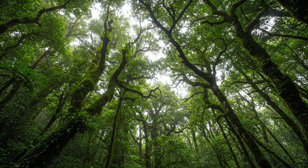 Fototapeta premium Lush Canopy: A Glimpse into the Heart of a Verdant, Thriving Woodland, with Tall Trees Stretching Skyward in a Tropical Forest