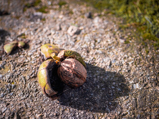A freshly fallen walnut splitting from its green husk in autumn sunlight — rich in omega-3, minerals, and antioxidants, supporting memory, heart health, and immunity.