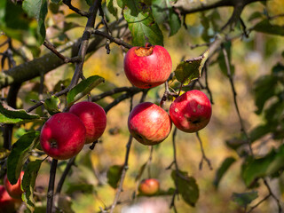 Red apples (Malus domestica) ripening on a branch — one fruit shows insect damage, a small reminder of nature’s balance between beauty and imperfection.