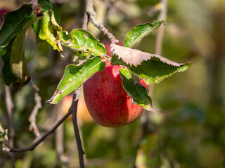 A ripe red apple (Malus domestica) on a branch in autumn light — rich in vitamins, fiber and antioxidants, perfect for fresh eating, baking or healthy drinks.