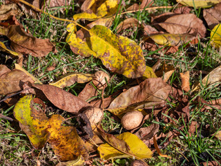 Walnuts lying among fallen autumn leaves — nature’s gift rich in healthy fats and nutrients that support heart, brain and immune system.