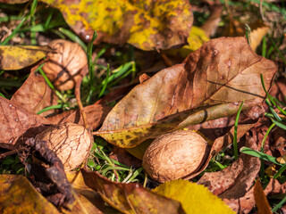 Walnuts lying among fallen autumn leaves — nature’s gift rich in healthy fats and nutrients that support heart, brain and immune system.