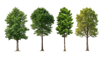 Obraz premium A collection of diverse green trees isolated on a clean white background,