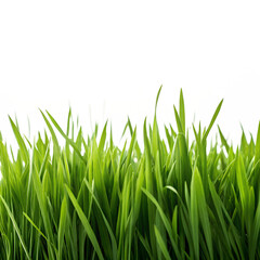 Fototapeta premium Vibrant green blades of fresh grass growing upwards in a dense field with a dark black background isolated on transparent background