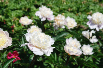 Peony flowers bloom in a vibrant garden under bright sunlight