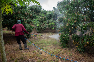 Asian farmer spraying liquid fertilizer to longan tree. These fertilizers are able to provide plants with the food that they need to survive via a couple of different delivery methods.