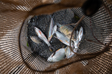 Group of freshwater fish caugh in a net. A fishery is an area where fish are caught for commercial or recreational purposes.