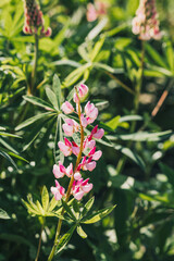Beautiful pink flowers blooming in a vibrant garden during springtime