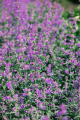Vibrant purple flowers blooming in a lush garden during summer season