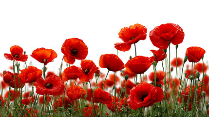 Obraz premium red poppies isolated on white backgrund