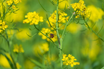 Large rapeseed fields in rural Taiwan