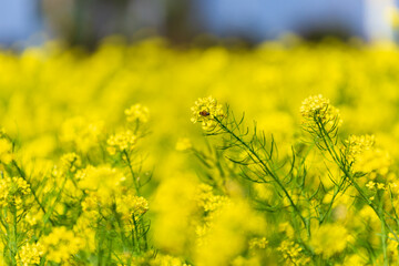 Large rapeseed fields in rural Taiwan
