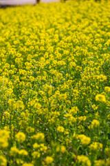 Fototapeta premium Large rapeseed fields in rural Taiwan