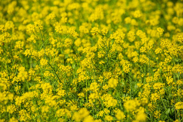 Fototapeta premium Large rapeseed fields in rural Taiwan