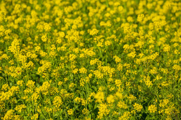 Obraz premium Large rapeseed fields in rural Taiwan