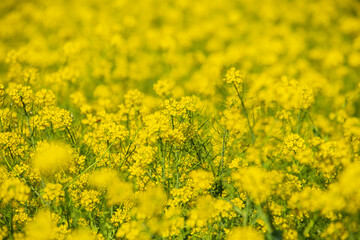 Large rapeseed fields in rural Taiwan