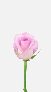 Time lapse of opening Sweet Akito rose, vertical orientation