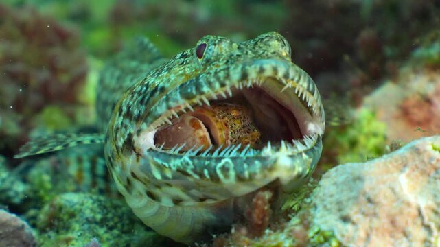 Rare shot of a lizardfish (Synodus synodus) with large teeth preying on a fish that is still alive and struggling in its mouth.