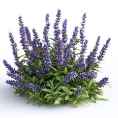 Naklejka premium Lavender Plant Isolated