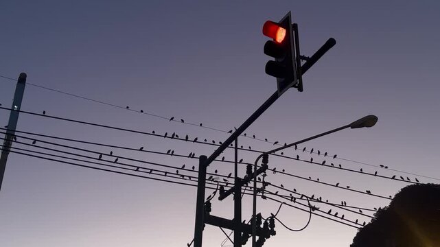 Traffic light and birds on power lines at dusk in urban city atmosphere
