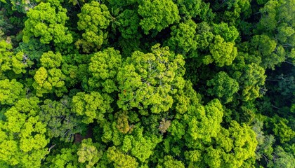 Naklejka premium Aerial view of nature green forest and tree. Forest ecosystem and health concept and background, texture of green forest from above