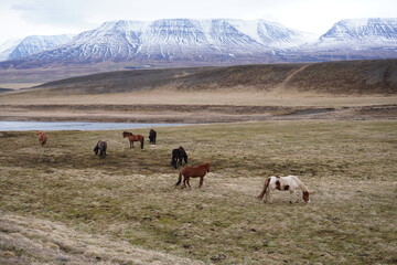 Fototapeta premium Cavalo Islandês Horse Icelandic horse
