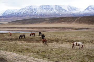 Fototapeta premium Cavalo Islandês Horse Icelandic horse