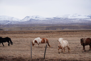 Fototapeta premium Cavalo Islandês Horse Icelandic horse