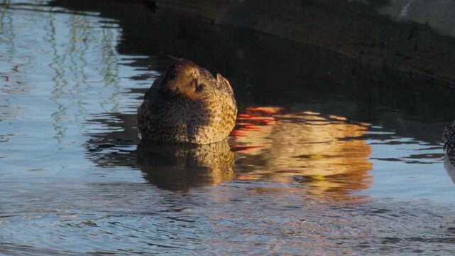 Killdeer (Charadrius vociferus) Shaking Feathers in Marsh Habitat