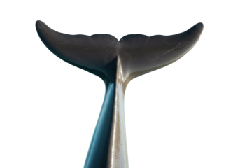 Dolphin tail fin isolated on transparent PNG, marine mammal fluke for conservation and ocean life concepts